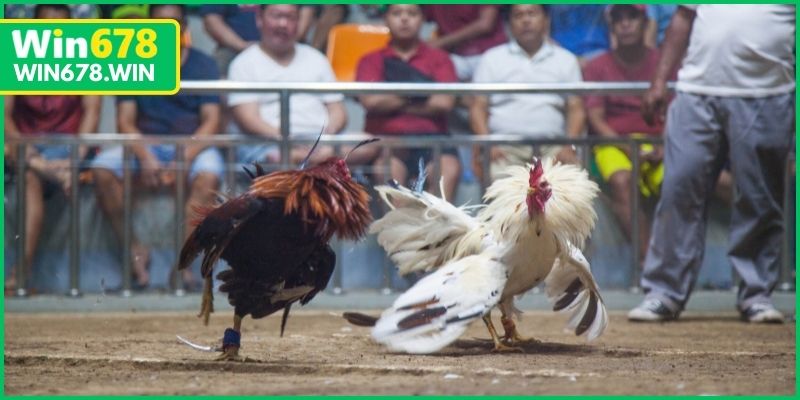 Lưu ý về chất lượng hình ảnh khi xem chọi gà