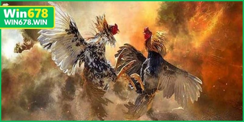 Giới thiệu tổng quan về gà đá thomo trực tiếp