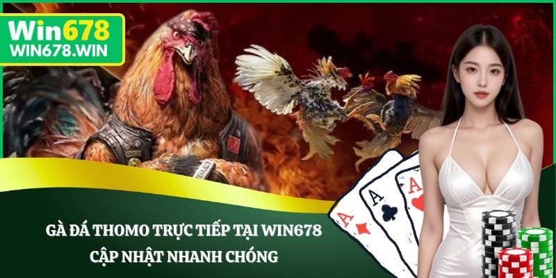 Gà Đá Thomo Trực Tiếp